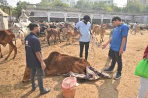 Severely dehydrated Meera after her rescue