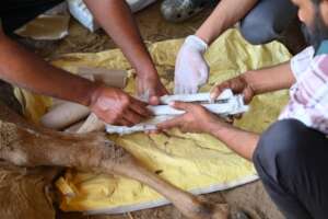 Support with splint bandage for better healing