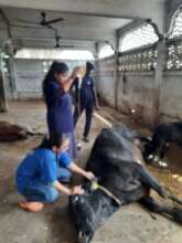 Team started treatment of the cow