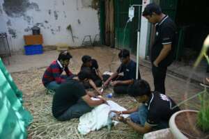 Treatment of the Sarus Crane