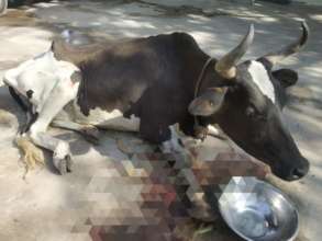 Multiple fracture in Forelimb