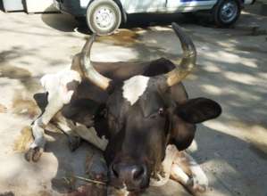 Mahi desperately looking for your help