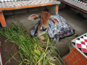 Calf with severe injuries