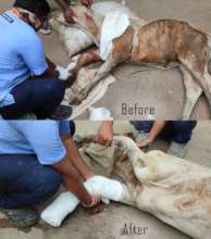 VETS TREAT AND BANDAGED THE FRACTURED LEG