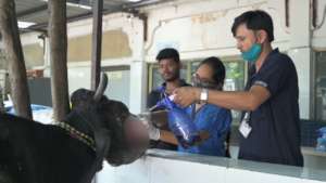 Cow with huge open wound treated by the team