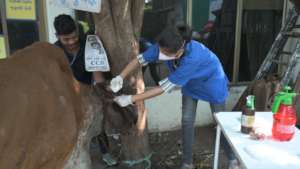 Cow with horn fracture treated by our team