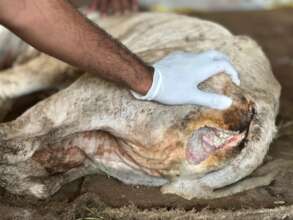 Wound worsen with crow pecking