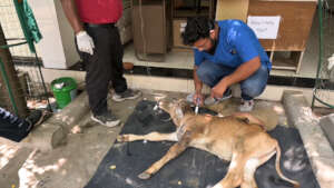 calf injured from a road accident