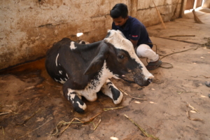 cleaning of the cow's wound