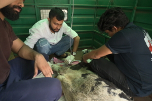 cow came with a road accident injuries