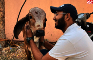 cow hug day