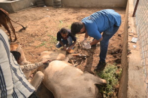 cow with a fractured leg