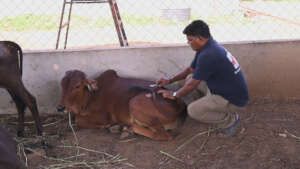 cow with a spinal injury