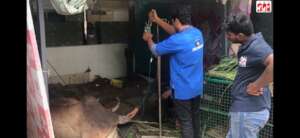 cow with uterine prolapse