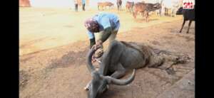 cow with spinal injury