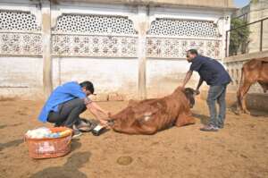 doctor is cleaning Meera's wound