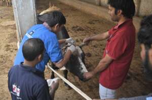 doctor is treating Ganga's horn injury