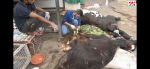 cow with a hoof injury