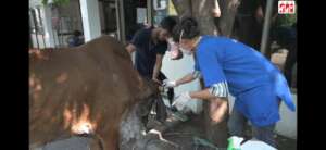 cow with horn cancer