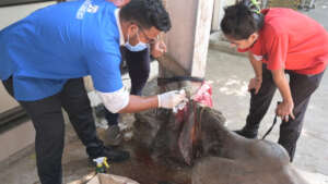 cow with a severe horn injury