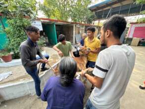 injured calf brought to Jivdaya (JCT)