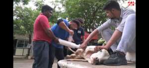 metatarsal bone fracture in a calf