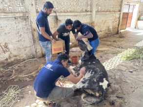 oral medication for the injured cow