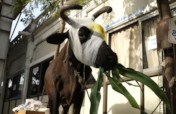 Save Abandoned Cows from painful death in Gujarat.