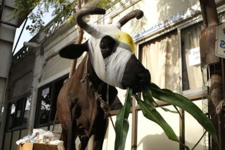Save Abandoned Cows from painful death in Gujarat.