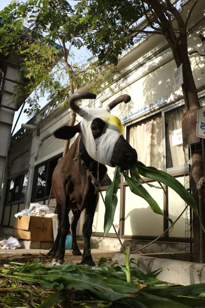 Save Homeless Abandon stray Cows in Gujrat.