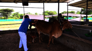 cow with post delivery complications