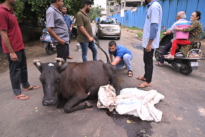 cow with prolapse