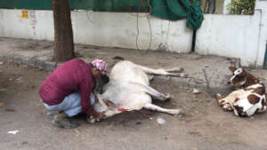 road accident trauma