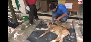 cow was severely dehydrated