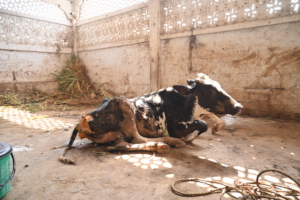 cow was relieved from pain after 1st day treatment
