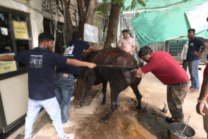 cow suffering from an uterine prolapse