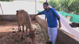 cow reported with severe weakness