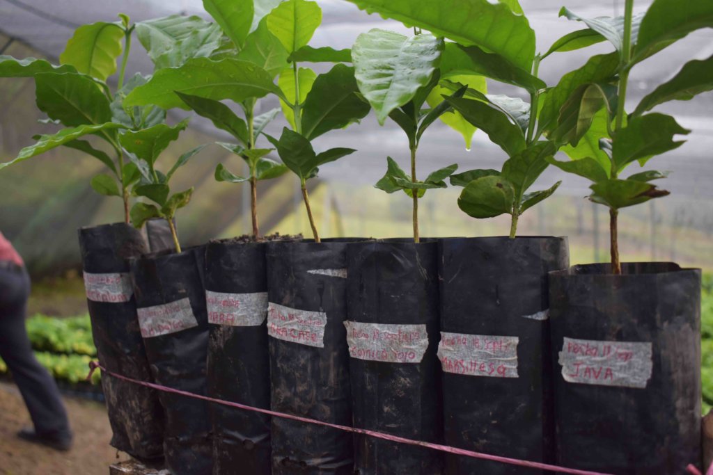 Improving lives of vulnerable families in Chiapas