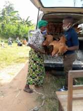 laying hen delivery