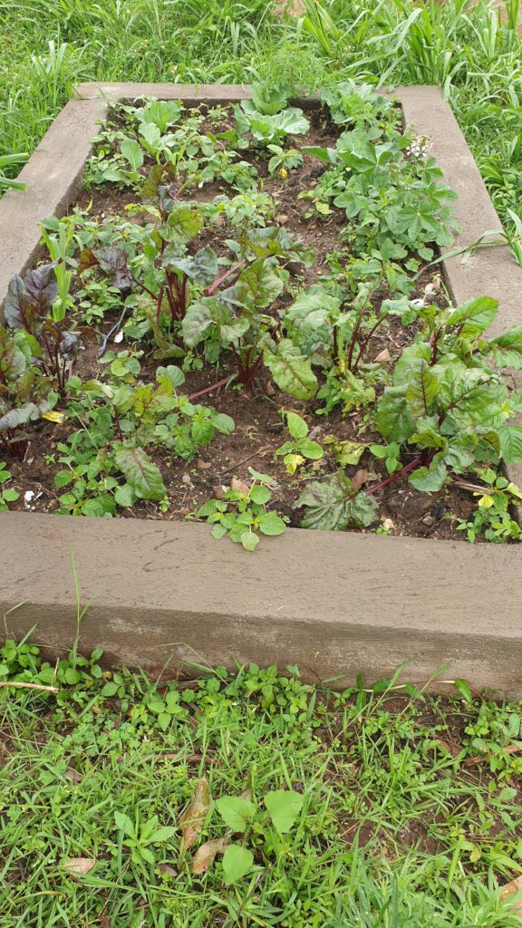 Fighting Malnutrition in 10 Villages of Nyanza