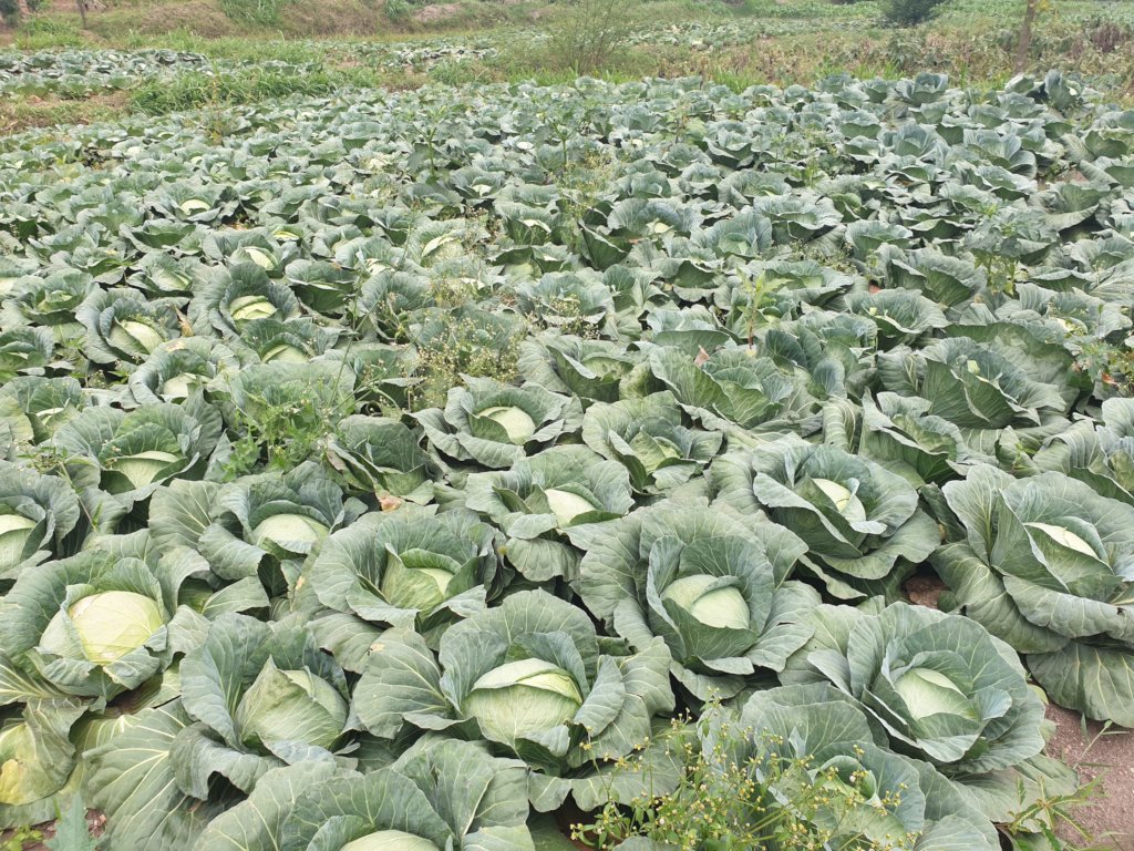 Fighting Malnutrition in 10 Villages of Nyanza