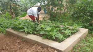 Kitchen Garden