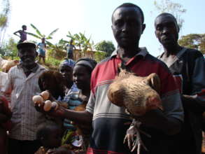 chicken distribution