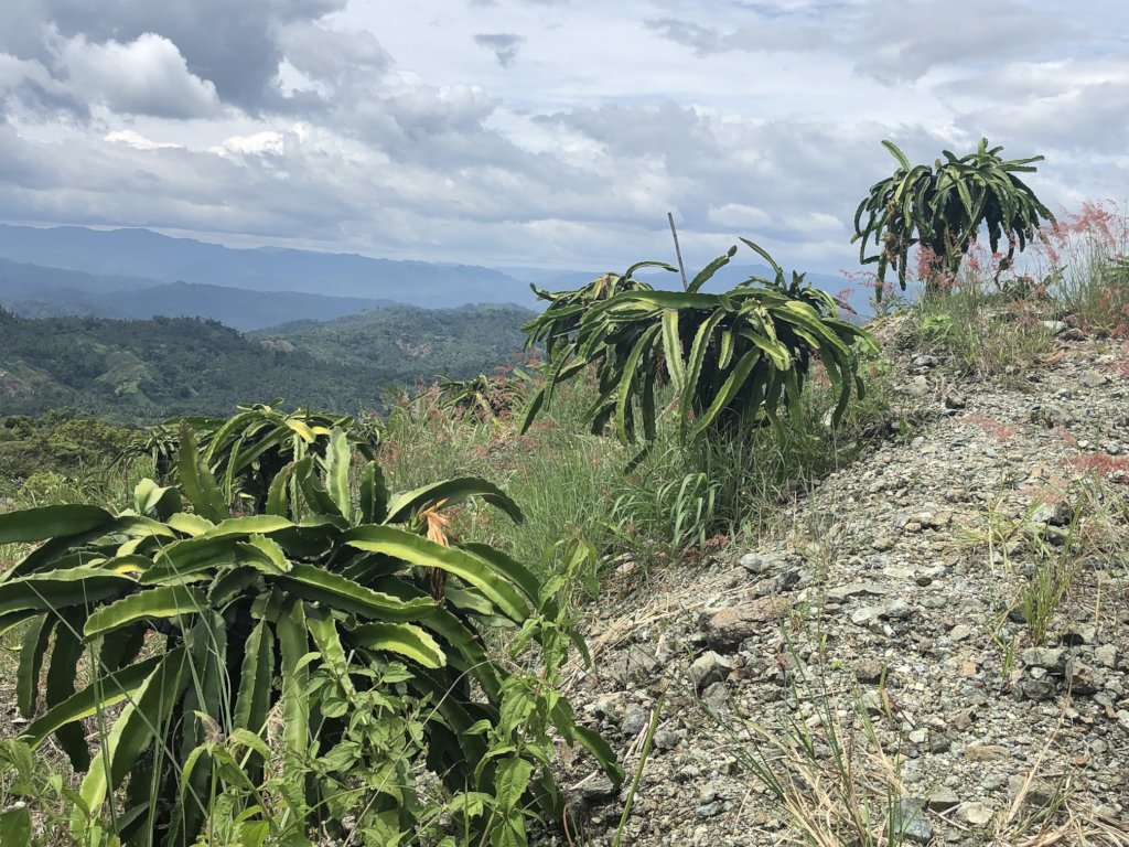 Dragon fruit Off-season Production Project