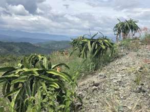 Dragon fruit Off-season Production Project