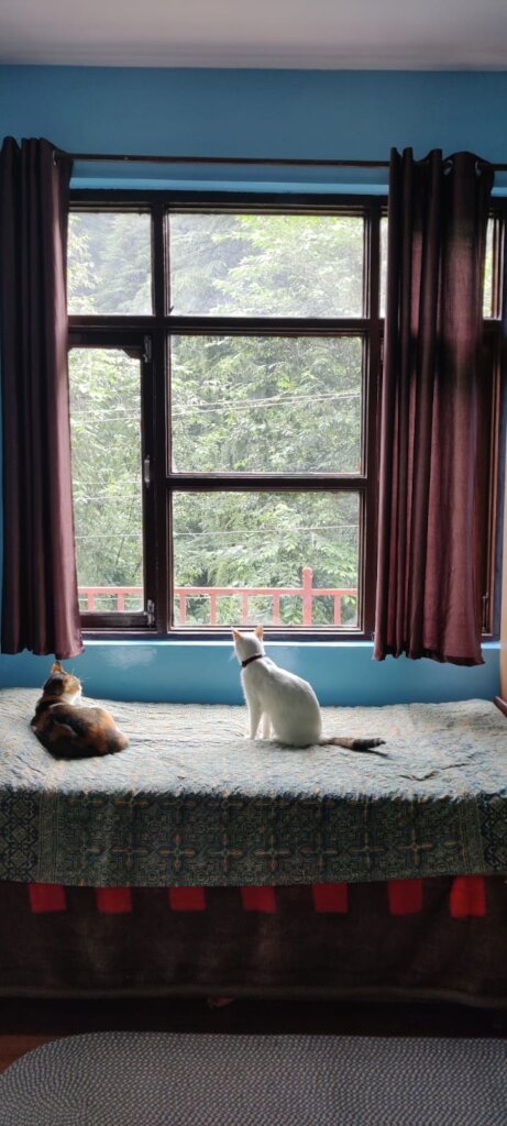 Even our KrantiCaties enjoying their new home