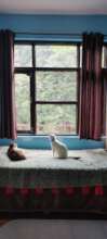 Even our KrantiCaties enjoying their new home