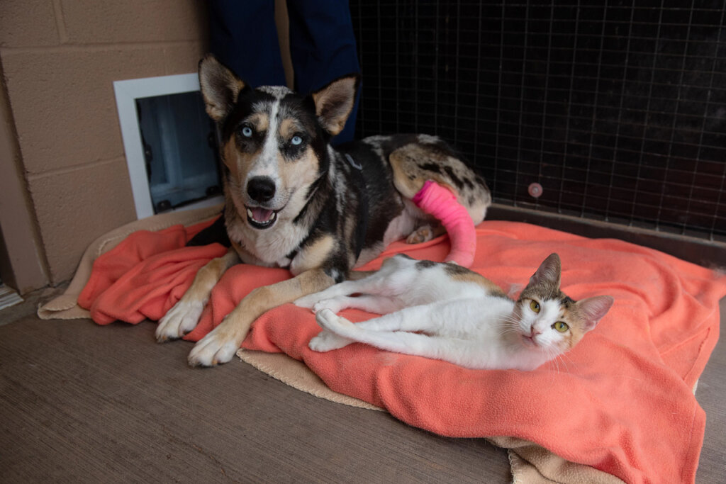 Save the lives of animals in our Nation's shelters