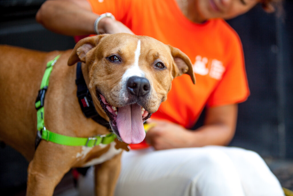 Save the lives of animals in our Nation's shelters