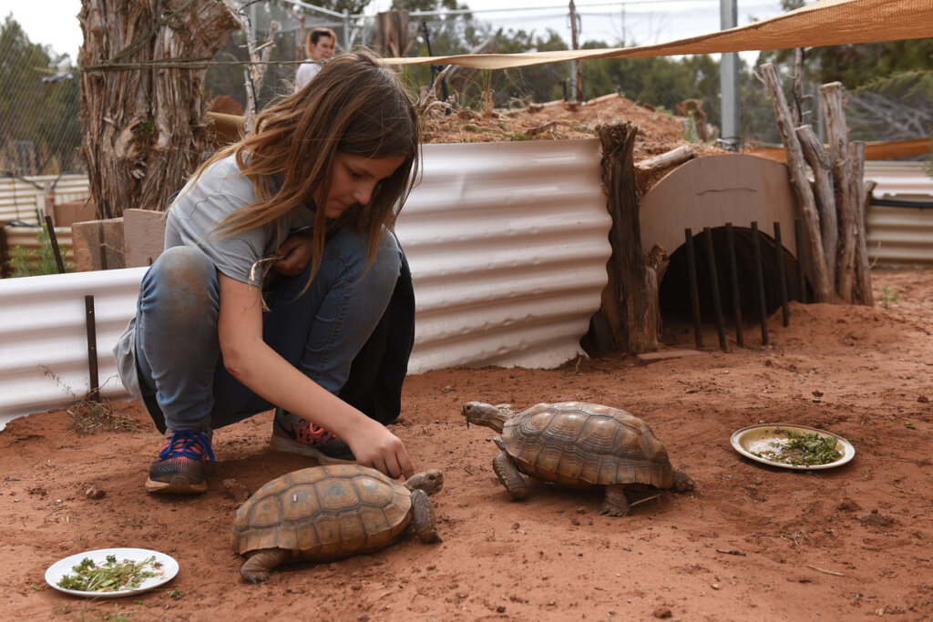Save the lives of animals in our Nation's shelters